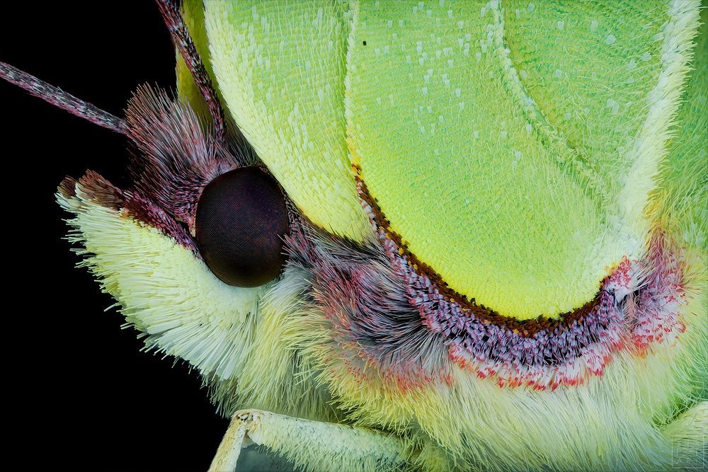 sagaOptics's tweet photo. Common brimstone, Gonepteryx rhamni. There are wing scales on the underside like I've never seen them before. This two-tone division is very special. Is there another species like this?
#lepidoptera #butterfly #commonbrimstone #brimstone #zitronenfalter #insects #schmetterling https://t.co/FpzimpsUG1