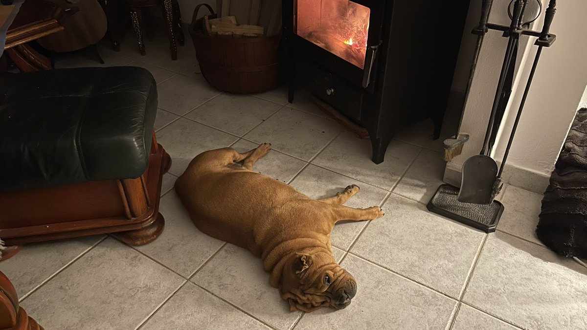 Shardogge's tweet photo. #goodnight #dogsoftwitter https://t.co/b7D06kn6L9