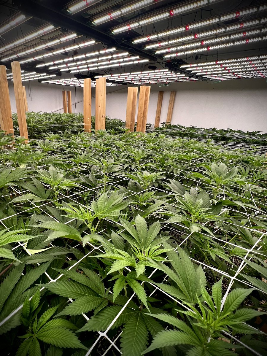 FarmCarver's tweet photo. Room 3 looking nice! Day 7 and filling up the canopy nicely. This room will go a little longer, most likely 75-80 days. #gmo #chocolatediesel #weddingcake #doublesour #blueberrybuckle #bluedream #weddingcake #growerschoice #roi720 #organicsalive https://t.co/YZ0HrWxWYB