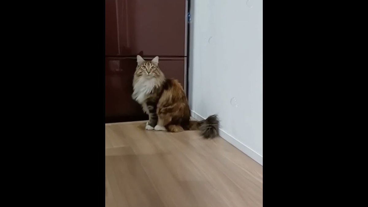 MeowMoeDotCom's tweet image. 【Bubble C ...
 
meowmoe.com/41076/
 
#ネコ #BubbleCat #MaineCoon #Neko #かわいい #ねこぱんち #メインクーン #メインクーンの肉球