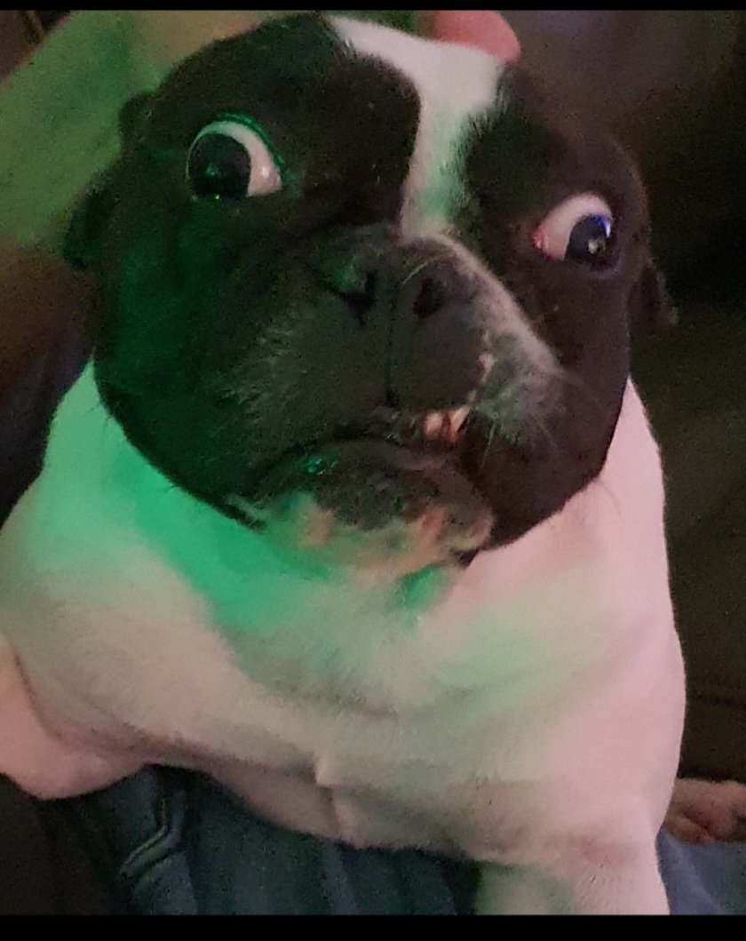 TommyBarwick2's tweet photo. #Crufts she wouldn't be a show winner, but our frenchie Roise (piggy), a rescue from a puppy farm in Lithuania, is the best and happiest girl in the world. Love her https://t.co/k9pZjC7ctg