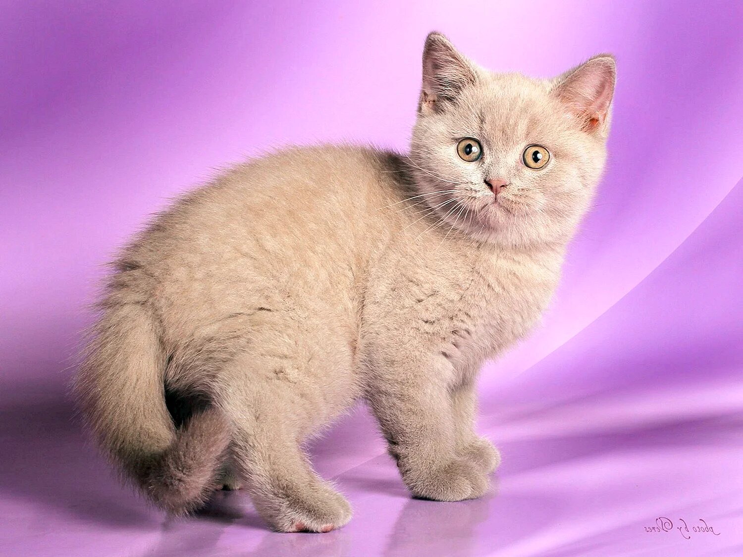 Лиловый кот британец
