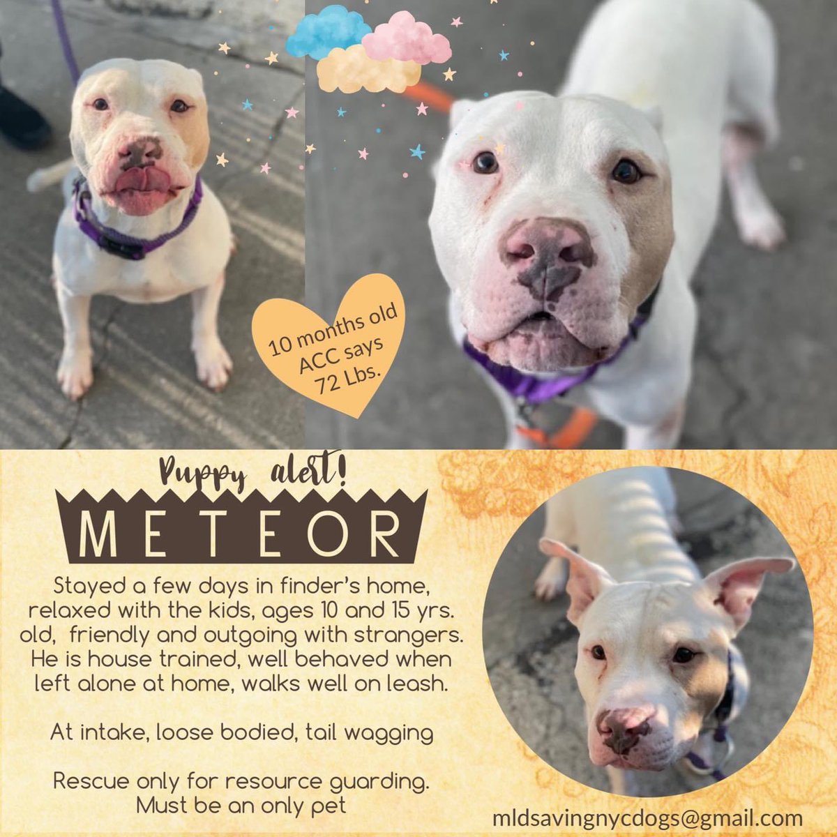 HOURS LEFT TO LIVE - DELISTED in preparation to kill, Meteor #165475 is a 10 MONTH old puppy. Arriving Feb 27 and now TBK in NYCACC anytime, he’s terrified of other dogs and is looking to be solo. House trained, friendly and exuberant with kids, he needs a chance - a foster or