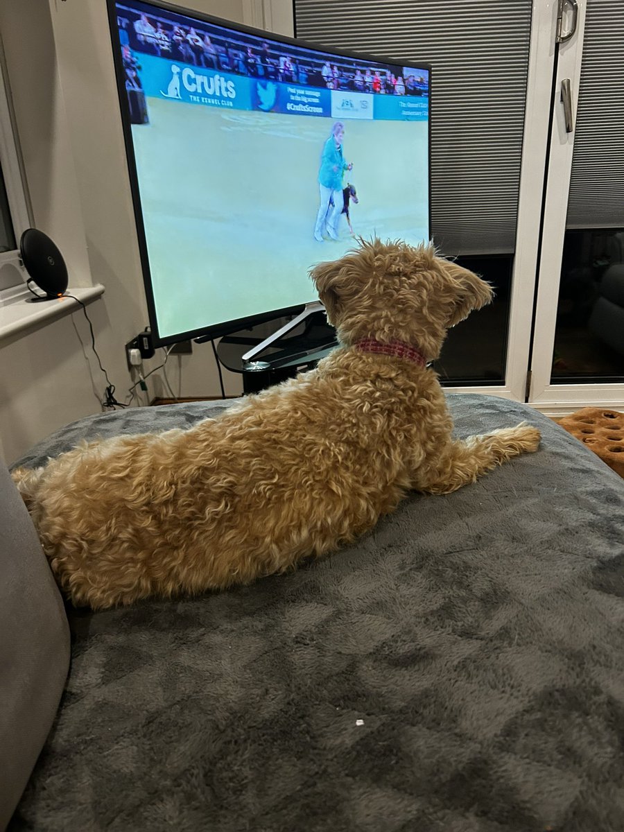 Mobble64's tweet image. My dogs love watching crufts #crufts2023