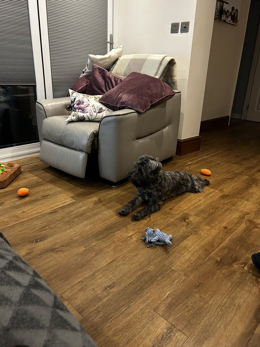Mobble64's tweet image. My dogs love watching crufts #crufts2023