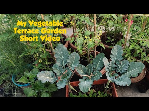 DiningCooking's tweet photo. My Terrace #Vegetable Garden - Short Video
#Gardening #HowToGrowTomatoes #HowToGrowVegetables #TerraceGarden #Tomato #Tomatoes #VegetableGarden #VegetableGardenVideos #VegetableGardening #VegetableGardeningVideos #Vegetables
https://t.co/aH5HcEh3HS https://t.co/m7QZdHvwYB