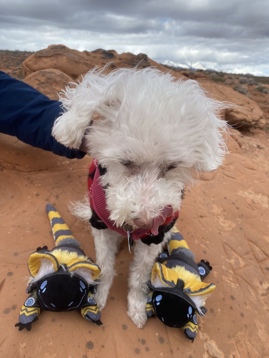 Rivet the Proto 🇺🇦 KBBirdy on Twitter: