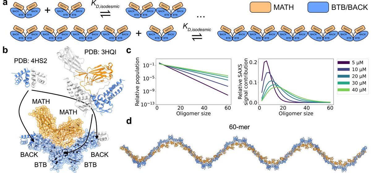 LindorffLarsen's tweet photo. How do you analyse SAXS data of a system when it shows both conformational and compositional heterogeneity?

For the answer, see work led by @EmilThomasen out in @eLife, where we determine conformational ensembles of the self-associating protein SPOP. 1/n

https://t.co/Hd8tvYc6ev https://t.co/njRIdRqEV9