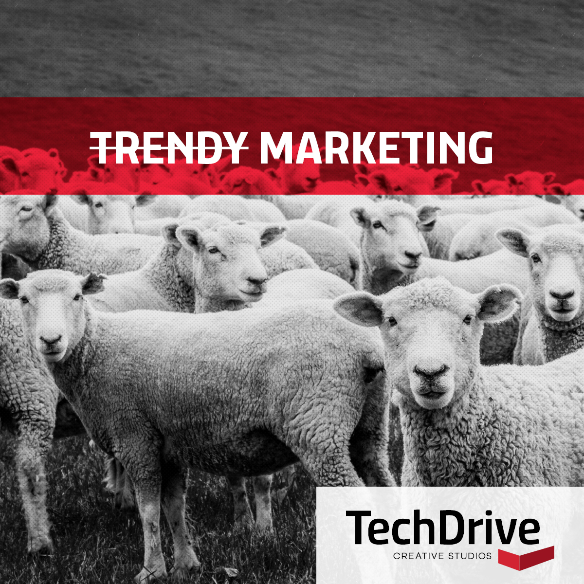 techdrivestudio's tweet photo. Market Trends > Marketing Trends. Let us be the shepherd of your marketing efforts so you can focus on leading your clients toward savvy IT decisions. Wool’d you like to learn more? Wander over to https://t.co/psxc8RBXvQ 🐑 #DIFFERENTxDESIGN https://t.co/8SqyYQ9u0k