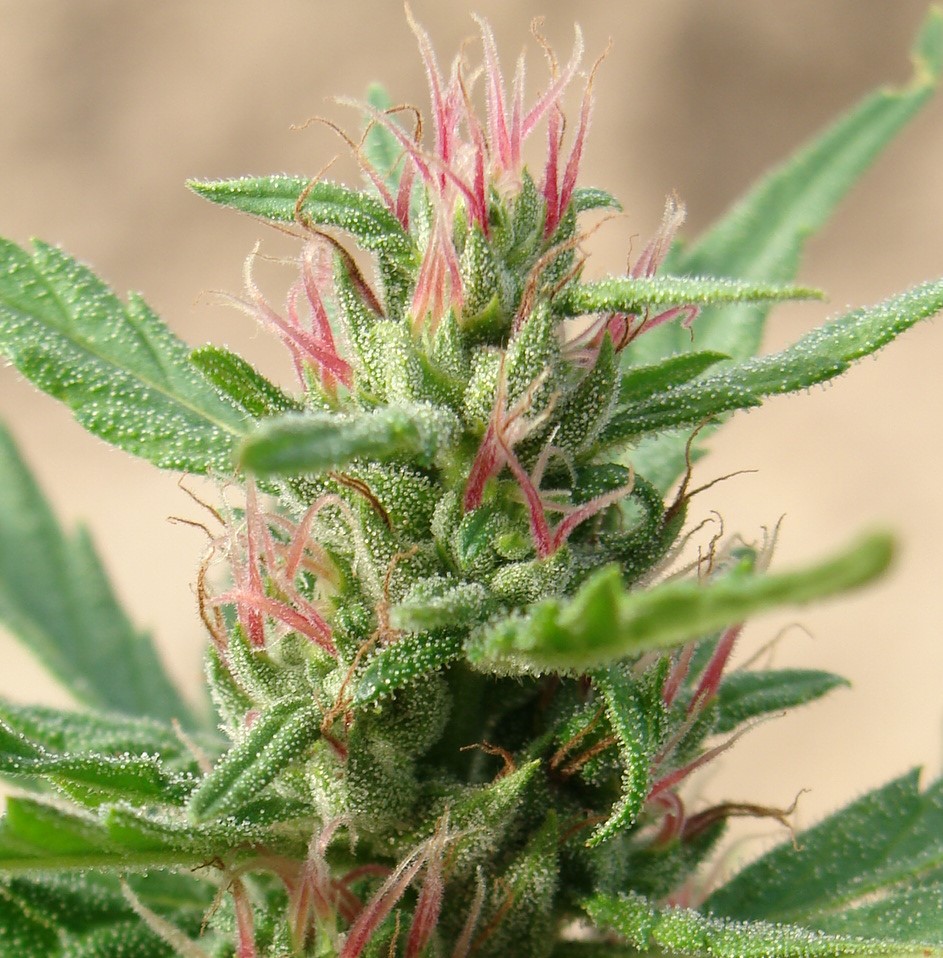 EdithRoseCo's tweet photo. Beautiful, healing plants!
#hemp #CBD #Canna #edithrosecompany #420Life  #cannabisusa #cannabisculture #delta8 #LegalizeIt https://t.co/8H9lWrD9h6