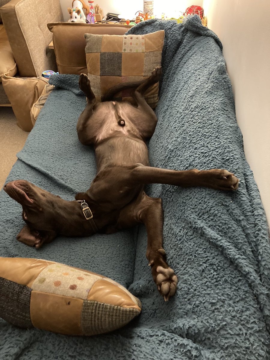 Sarah Diver (@sarah_diver) on Twitter photo Getting some zzzz’s in before the gun dog section <a href="/Crufts/">Crufts</a> <a href="/TheKennelClubUK/">The Kennel Club</a> <a href="/clarebalding/">Clare Balding 💙</a> <a href="/Channel4/">Channel 4</a> #Crufts #crufts2023 Getting some zzzz’s in before the gun dog section <a href="/Crufts/">Crufts</a> <a href="/TheKennelClubUK/">The Kennel Club</a> <a href="/clarebalding/">Clare Balding 💙</a> <a href="/Channel4/">Channel 4</a> #Crufts #crufts2023