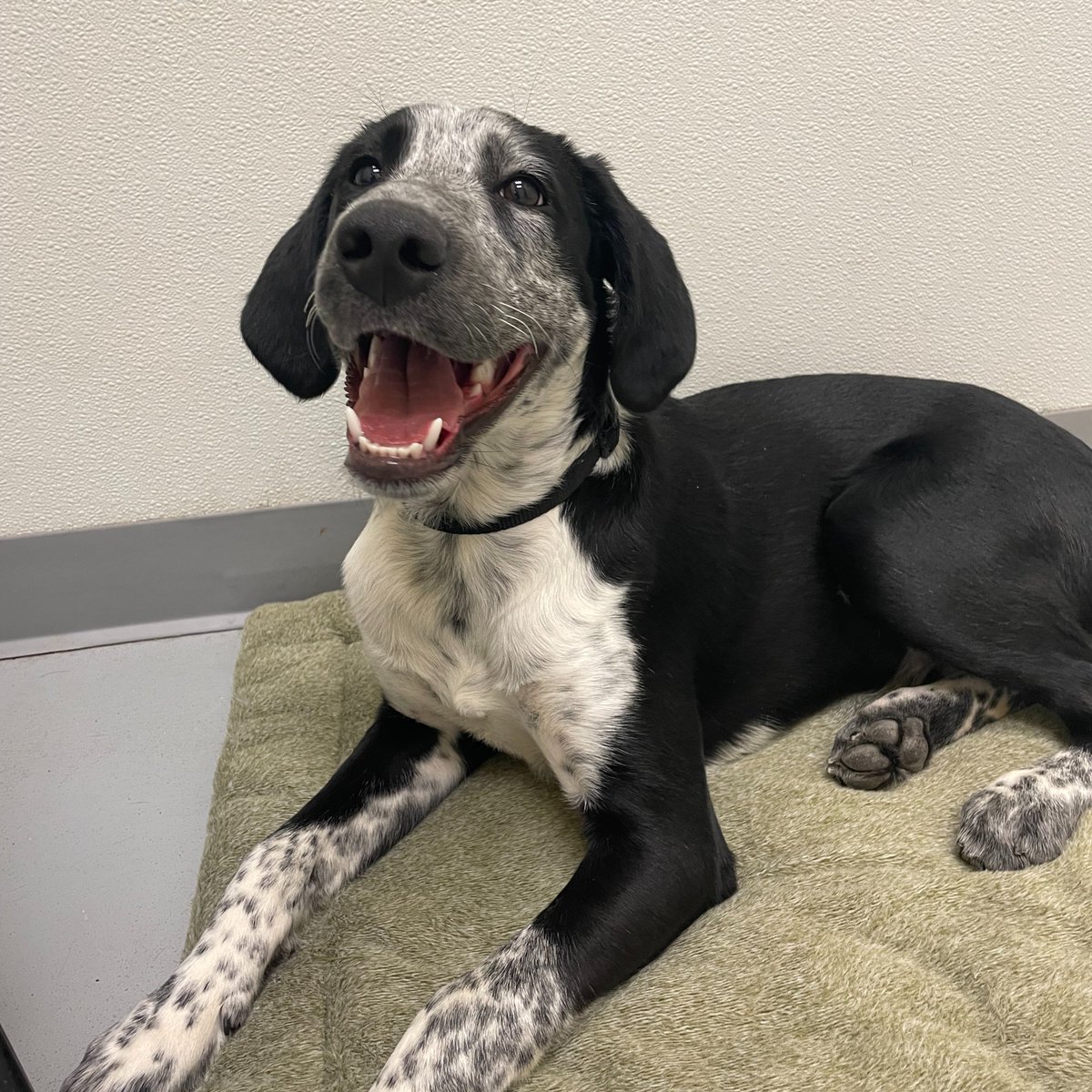 CharlottesvilleAlbemarle SPCA ReImagineCVA