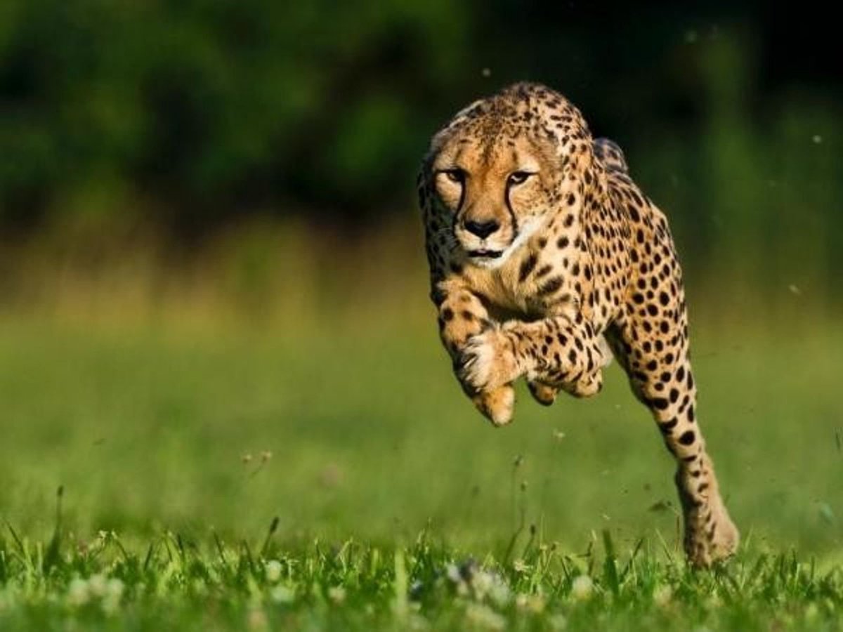 AbcSostenibles's tweet image. Sabes cuáles son los 3 animales más rápidos del mundo

El Guepardo en tierra🐆
El halcón en el aire 🦅
El pez espada en el mar🐠

#guepardo #halcon #pezespada #animalrapido