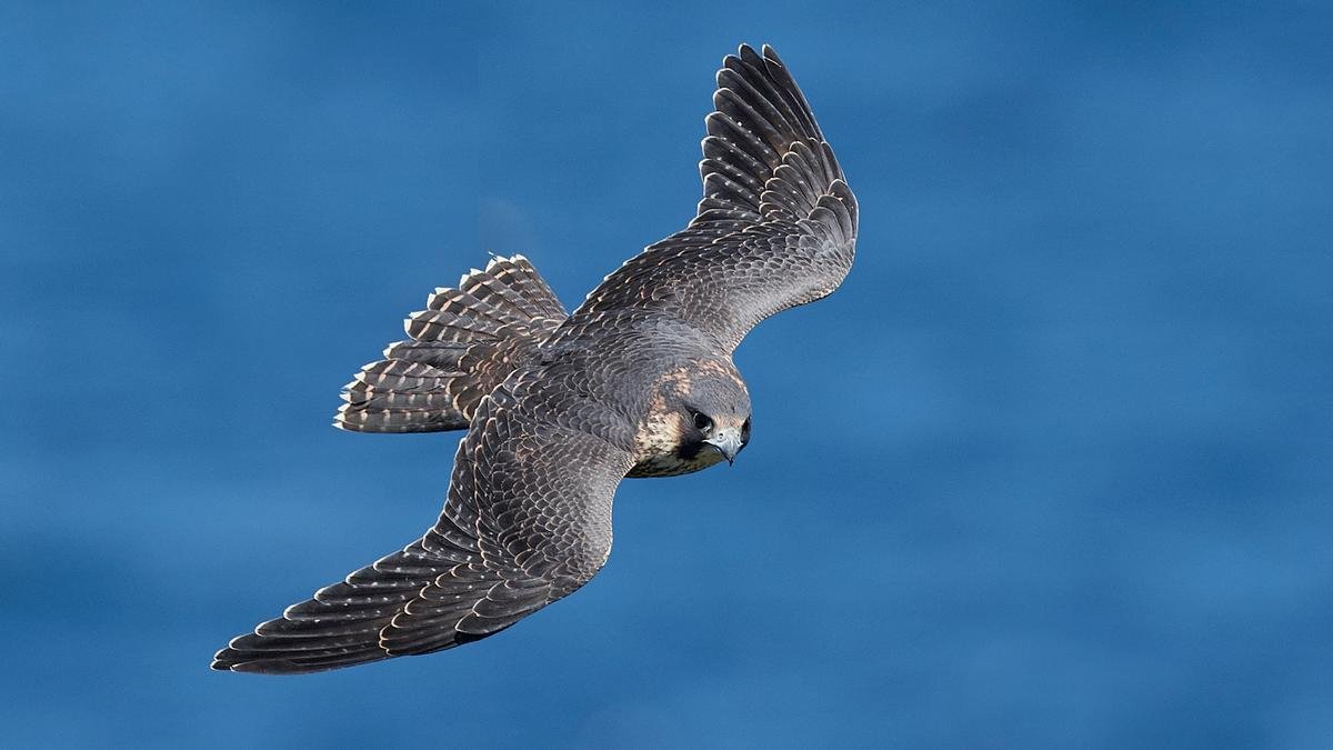 AbcSostenibles's tweet image. Sabes cuáles son los 3 animales más rápidos del mundo

El Guepardo en tierra🐆
El halcón en el aire 🦅
El pez espada en el mar🐠

#guepardo #halcon #pezespada #animalrapido