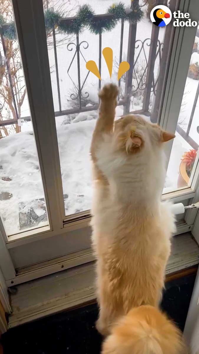 Joyce Carol Oates on Twitter "that is truly unusual behavior in a cat