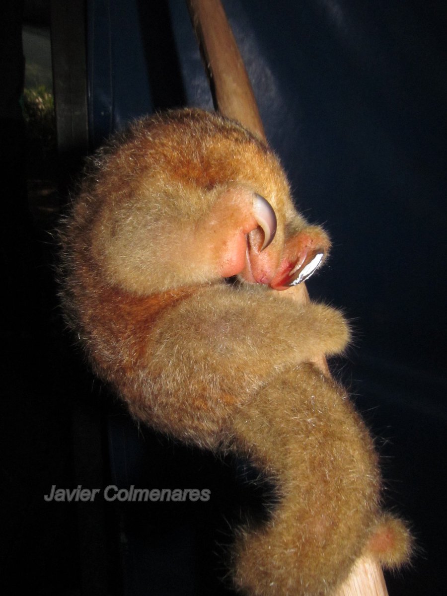 Had you ever seen such a beautiful creature? The Silky Anteater, Cyclopes dorsalis. #Colombianmammals