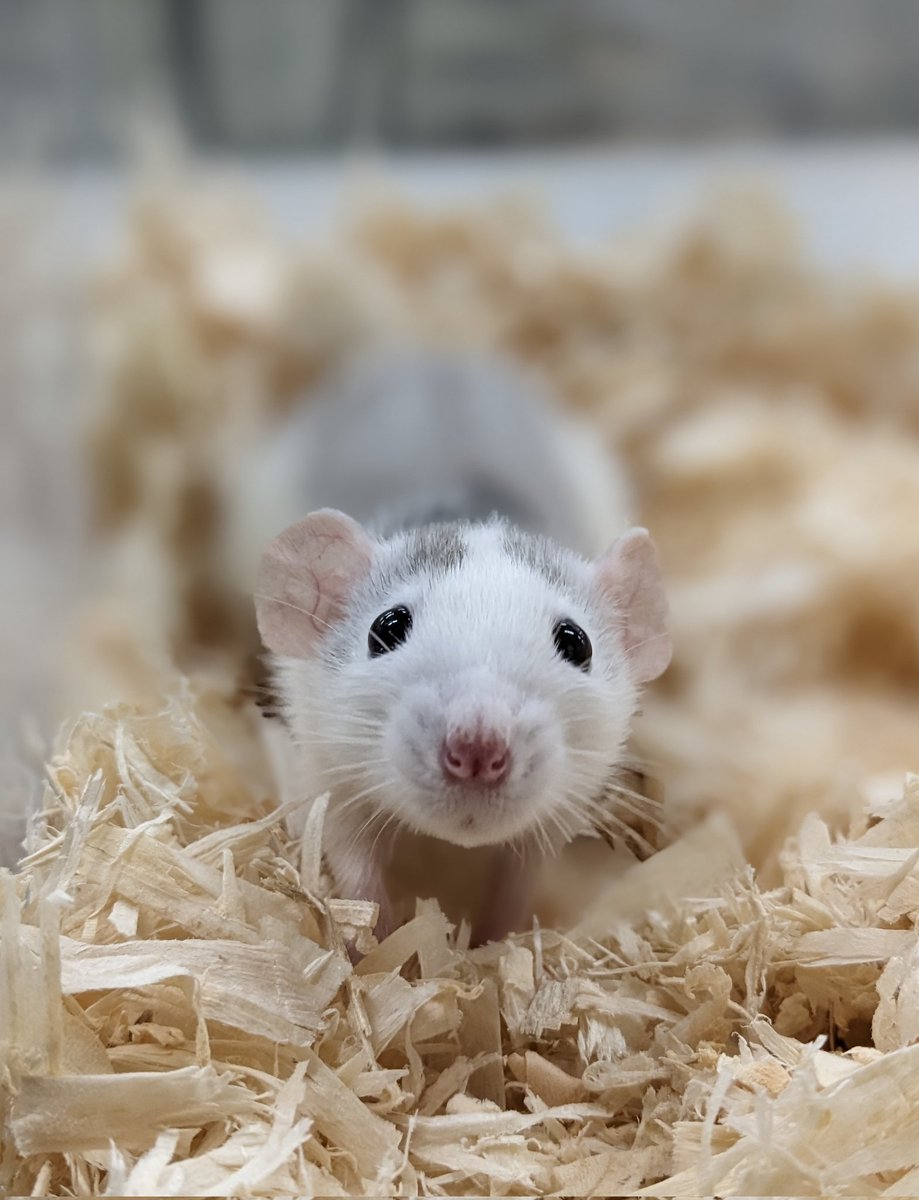 GingerbreadRats's tweet photo. I got to judge pets at  @LSCMRC show last week and judged my first dwarf rats. I wanted to take them home. This boy was so sweet. https://t.co/O4uDXak7dT