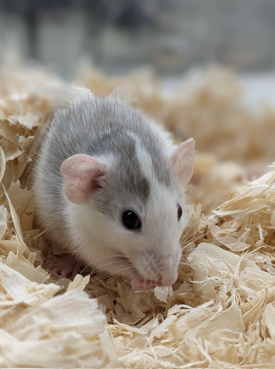 GingerbreadRats's tweet photo. I got to judge pets at  @LSCMRC show last week and judged my first dwarf rats. I wanted to take them home. This boy was so sweet. https://t.co/O4uDXak7dT