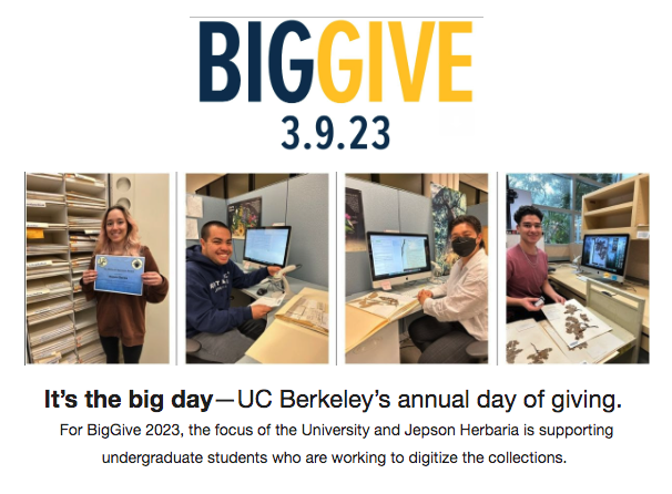 For #calbiggive we are fundraising to support our amazing undergraduate students who digitize our herbarium specimens so you can access them online. With their help we have digitized over 1 million specimens!
To donate: ucjeps.berkeley.edu/jeps/friends/d…