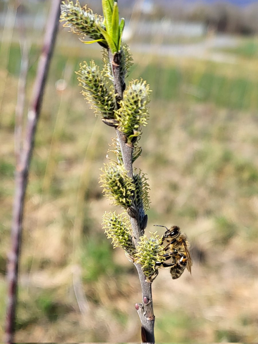 JOHANNESAlice1's tweet photo. The willow trees of the ROCSUB project also receive the attention of a cute little #honeybee https://t.co/693PPa0mK9