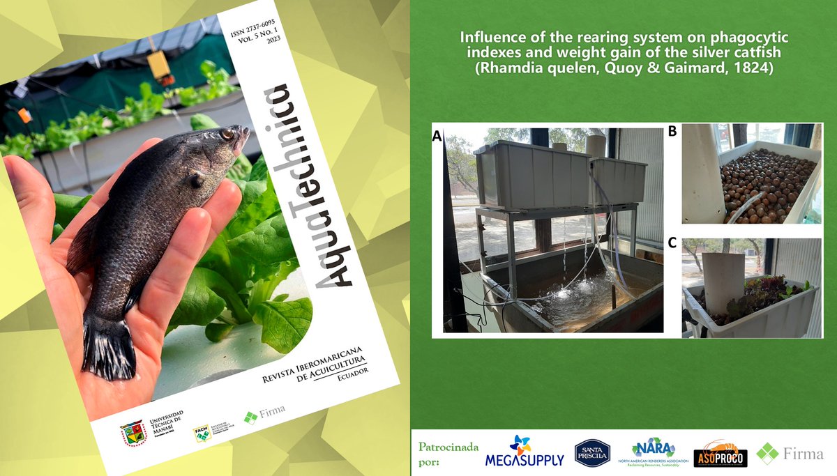 AquaRevista's tweet photo. En el Vol 5 No. 1 
Influence of the rearing system on phagocytic indexes and weight gain of the silver catfish (Rhamdia quelen, Quoy &amp; Gaimard, 1824) 
✍️Renata Stecca Iunes et al 
🧐https://t.co/466iFxFyI9
@UTMManabi 
@MegasupplyES 
@ForoFIRMA 
@SantaPriscilaEC https://t.co/4prXFlO0QT
