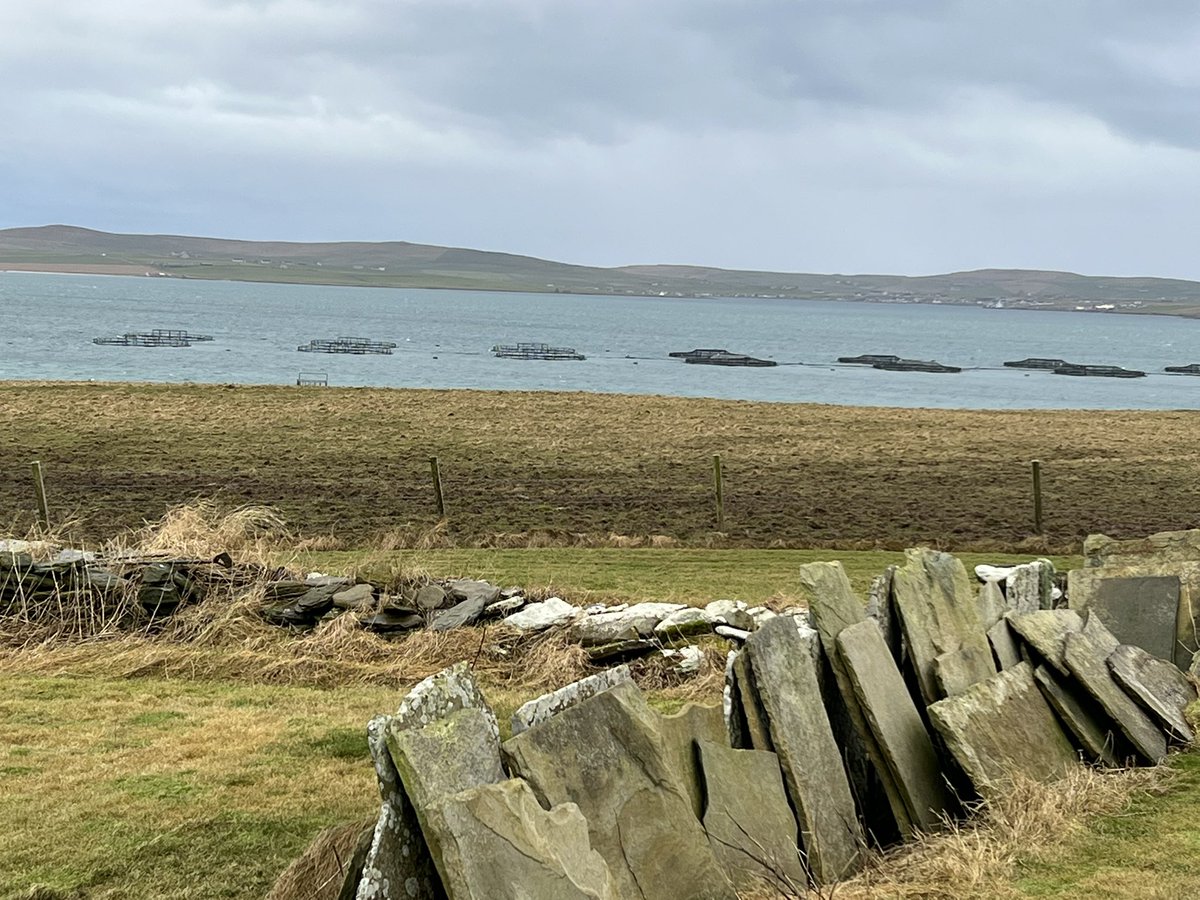 Record fish deaths prompt call for halt to expansion of Scottish salmon farming. Papa Westray campaigners asked for this on East Moclett. MSPs now seek pause in aquaculture growth over environmental and welfare concerns. Enough is enough. @ArianeBurgessHI @MairiMcAllan