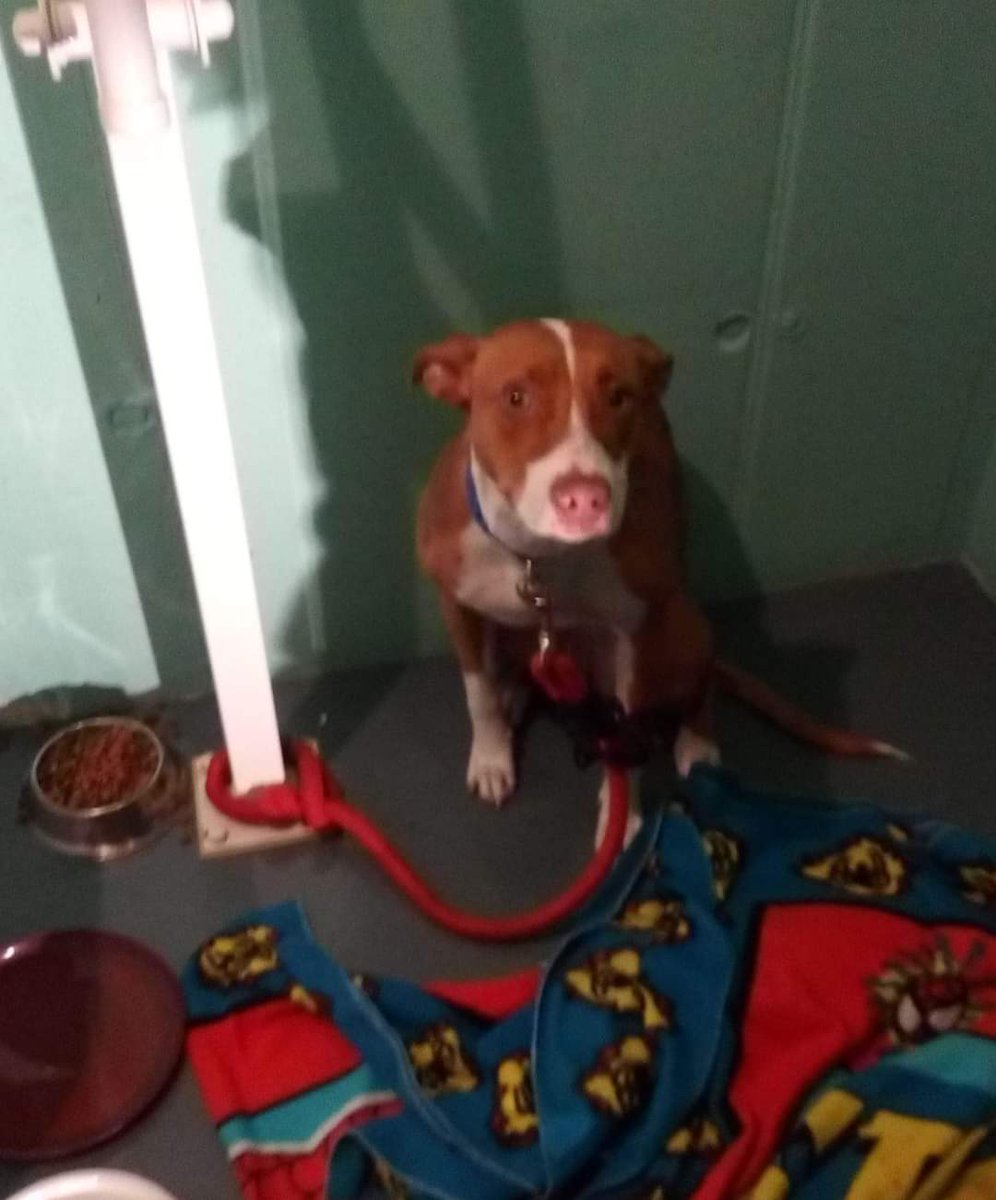 SilviaMylo's tweet photo. A Kiara la encontraron en un baño con sus cositas y una nota y esa tristeza en sus ojitos 😢
No la quiere nadie 😢 💔 
Es alegre y pequeña de tamaño, tiene 3 años 
Acogida en Madrid ,Segovia  alrededores, adopción toda España luchandoporlosppp@gmail.com 
622880174
 🆘 📢📢 https://t.co/Wffln0aKQz