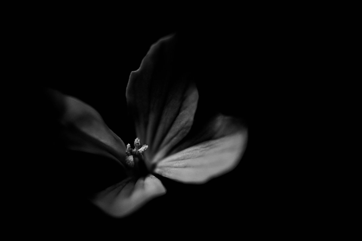 AndieKrisPhoto's tweet photo. @Lightroom Light and Flowers  🤍✨🌼 https://t.co/48mQkzDMlN