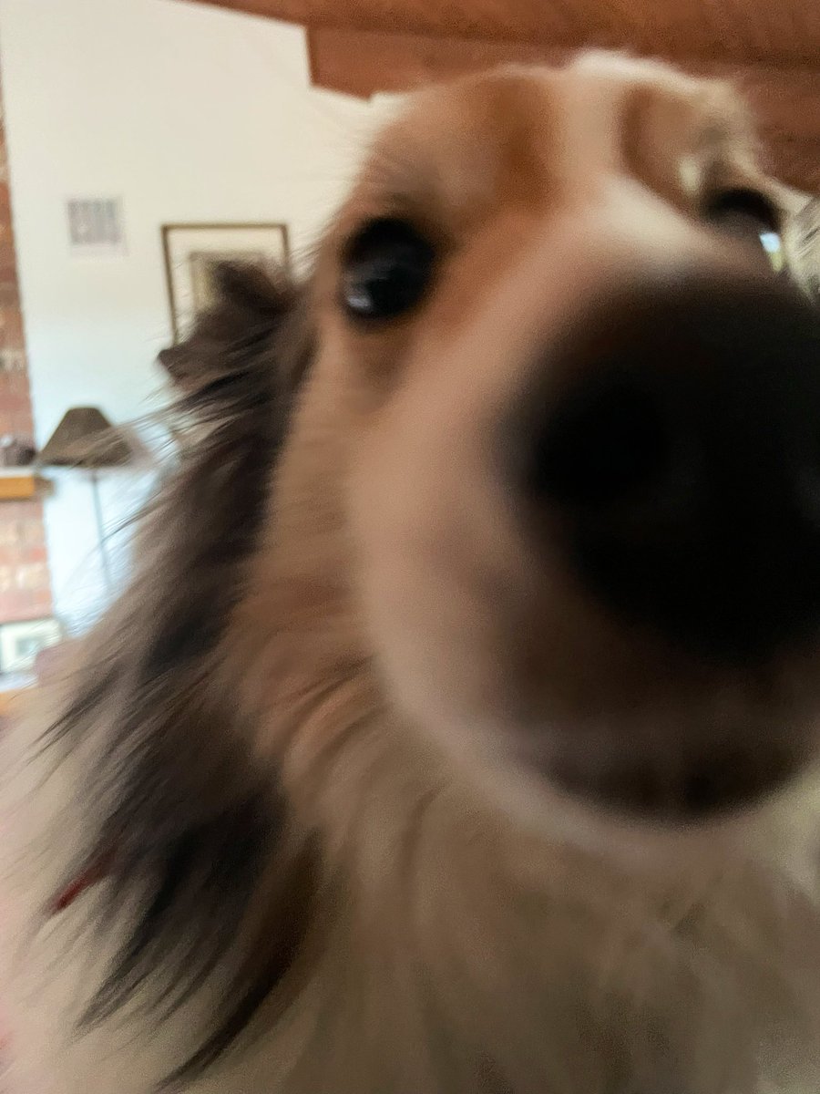 Pup Letters - Snorri & Finnegan & Banjo. tweet media