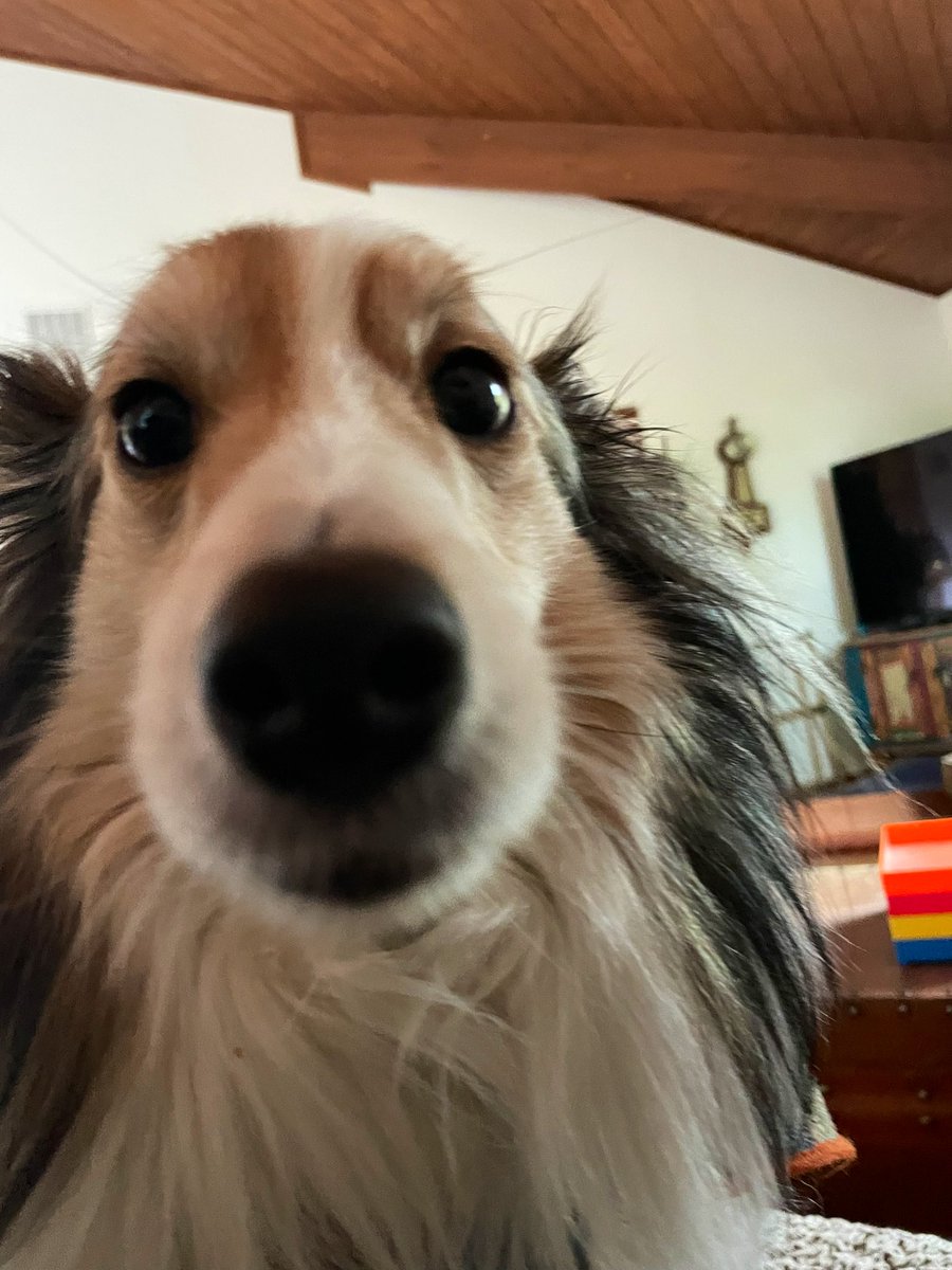 Pup Letters - Snorri & Finnegan & Banjo. tweet media