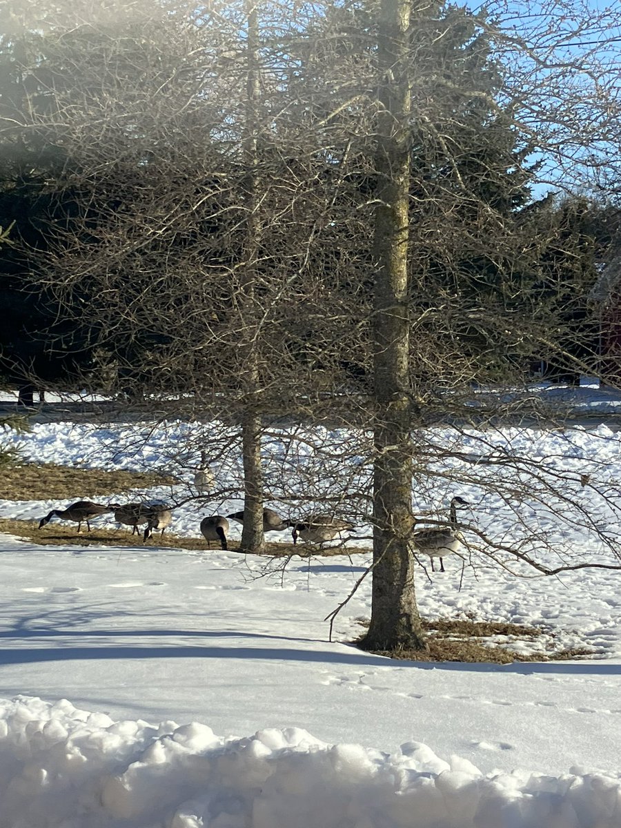 Sarah Schoettler (@schoet) on Twitter photo Sweet view from my office window <a href="/JohnBlackPS/">John Black PS</a> A new family has arrived! 🥰 <a href="/ugdsb/">Upper Grand DSB</a> @Btaha Sweet view from my office window <a href="/JohnBlackPS/">John Black PS</a> A new family has arrived! 🥰 <a href="/ugdsb/">Upper Grand DSB</a> @Btaha