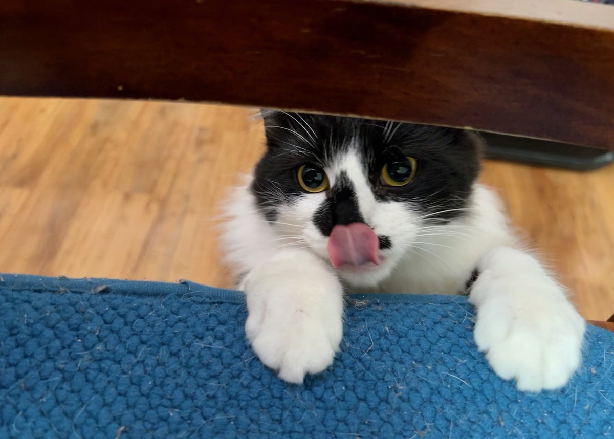 If you see this tweet, you're obligated to like and reply with your own cute pet picture!

(this is Domino, and she's not a cat... she's a lion...)