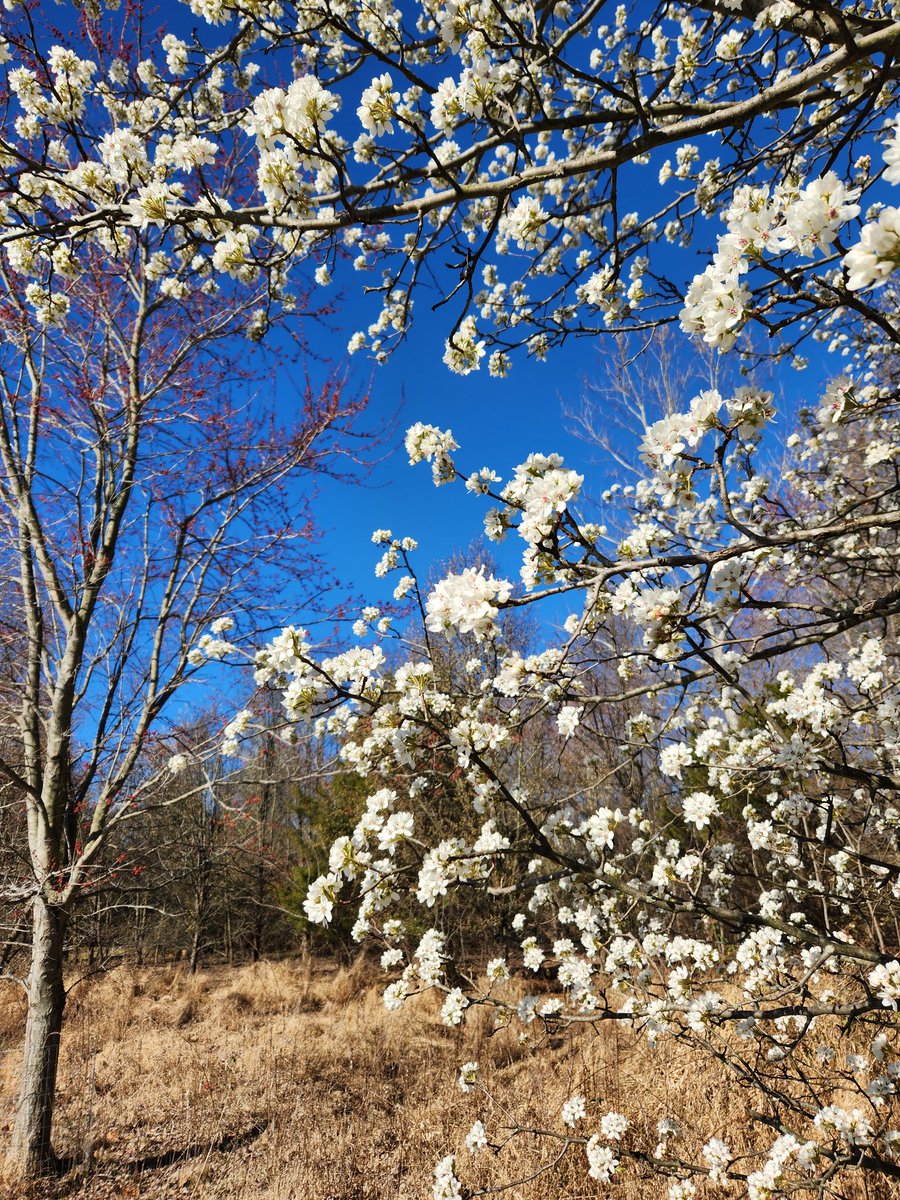 Caitlin Roth on Twitter "Beautiful day and blooms, William!"