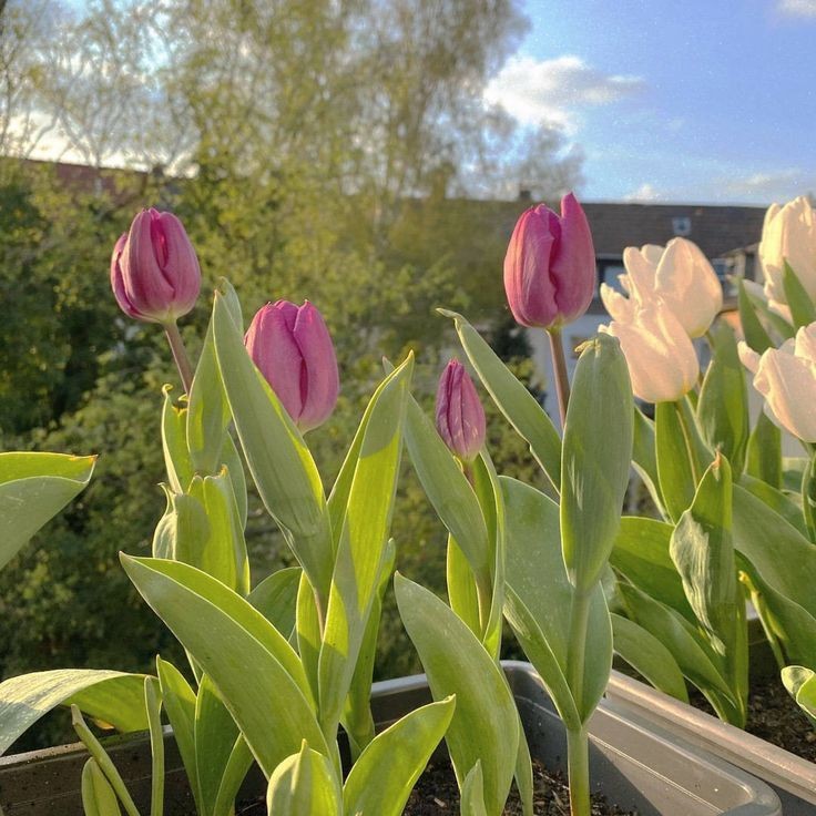 ⠀⠀⠀⠀⠀⠀것 · 𝗢𝗼𝗽𝘀! 𝗂 𝖽𝗂𝖽 𝐢𝐭 𝖺𝗀𝖺𝗂𝗇 ❠
⠀⠀⠀⠀ ⠀ 𝗂 𝗉𝗅𝖺𝗒ǝ𝖽 ꭐ𝗂𝗍𝗁 ч𝗈ꭎ𝗋 .𔘓: 𝗁𝖾𝖺𝗋𝗍.