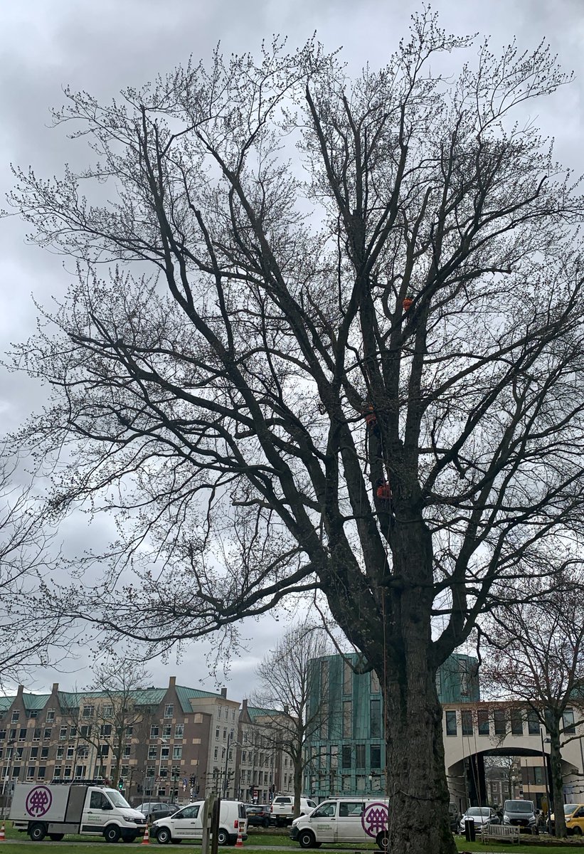 Ik zag in de kasteeltuin oranje geklede mannen in de bomen hangen.Zij waren bezig met de zgn. boomkroon verankering. Dreigt er een zware tak boven in een boom af te breken, dan voorkomt de verankering dat de tak naar beneden valt. De kroon blijft zoveel mogelijk behouden.
