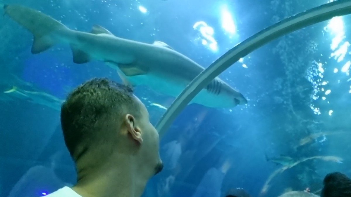 mansurmartinell's tweet photo. #aquario #aquariodorio #aquariorj #peixes #fishes #rio #riodejaneiro #brasil #viagem #turismo #travel #viajar #trip #ferias #natureza #viagens #photography #viajarfazbem #amoviajar #fotografia #viagemeturismo #love #instatravel #tbt #turistando #travelgram #travelphotography https://t.co/tDTnGpbpdE