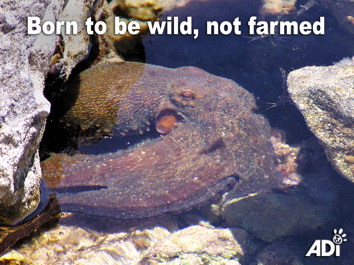 Octopuses are complex, intelligent, and sentient animals who would suffer terribly in intensive farming systems. Despite this, there are plans to establish the world’s first industrial octopus farm in Gran Canaria, Spain, where some 1 million animals will be reared.
