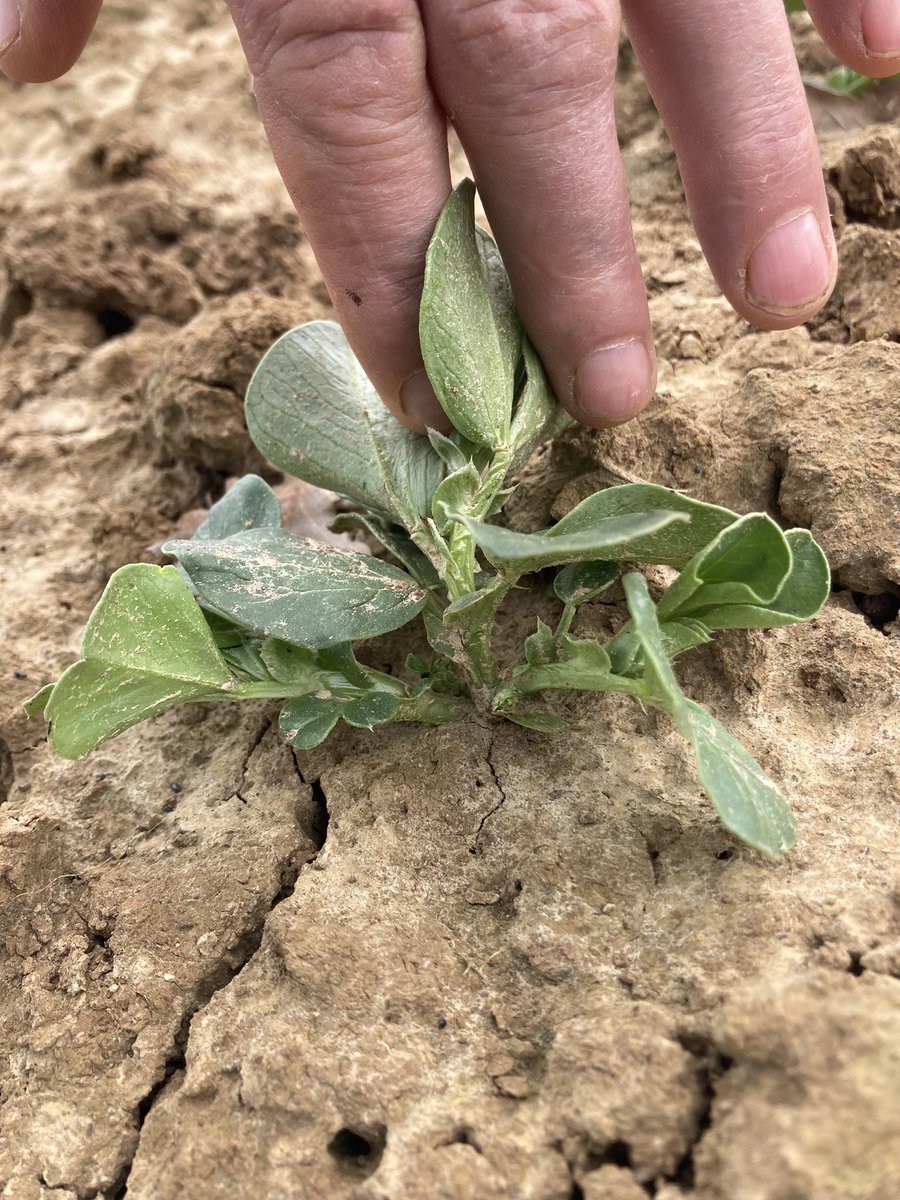 Guillaume LE POGAM 🪱🐝🐞🌾🌻🌽 tweet media