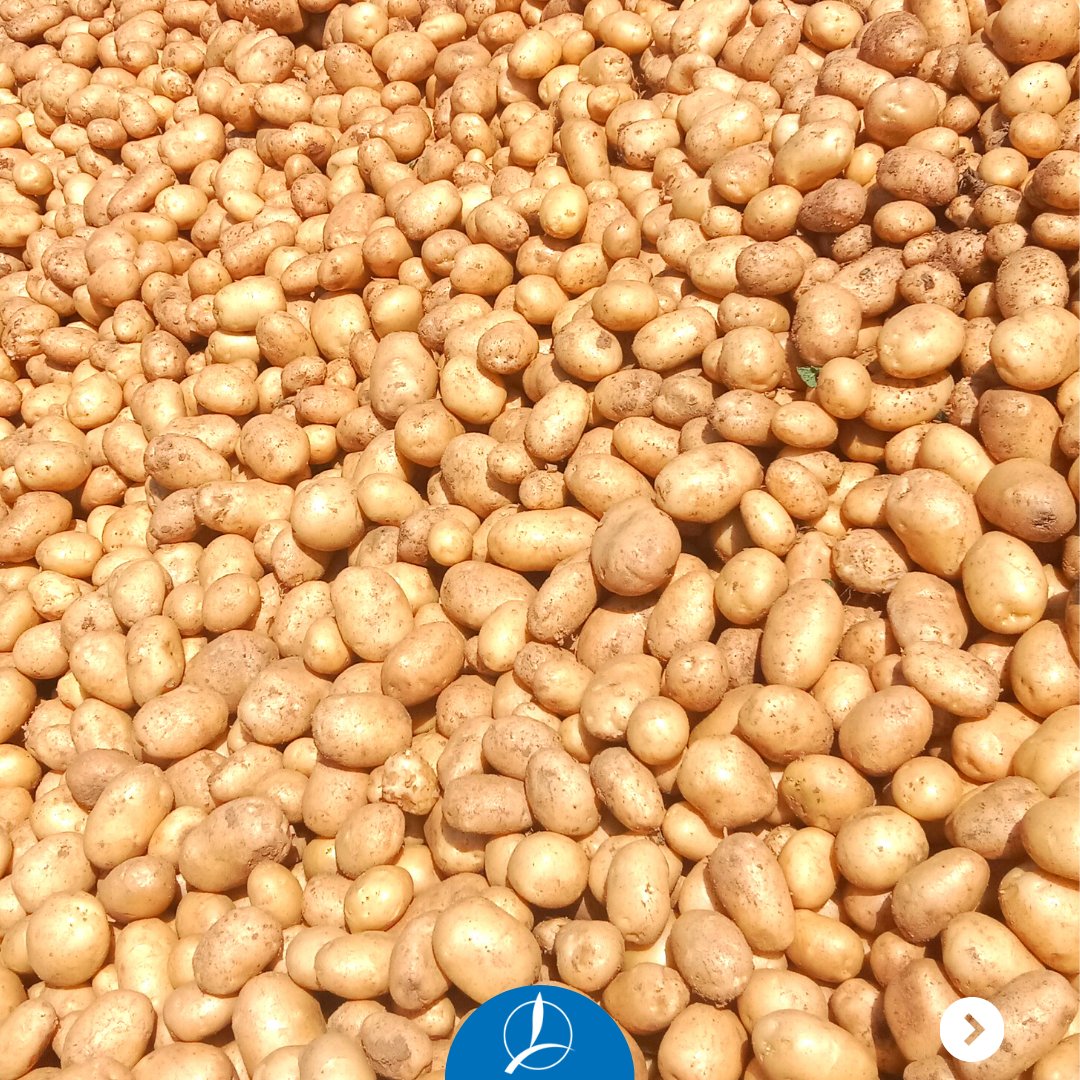 Timacagroindia's tweet photo. Potato harvest season is here! Get the best from your crops with KSC's patented triple-action formulations. Improve soil structure and withstand adverse stress for healthy, nutrient-rich potatoes. https://t.co/N3VbRQ9uky