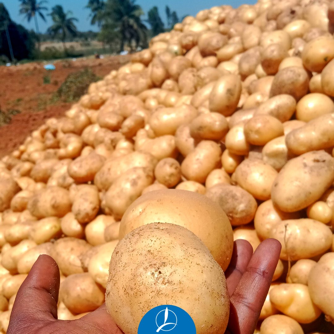 Potato harvest season is here! Get the best from your crops with KSC's patented triple-action formulations. Improve soil structure and withstand adverse stress for healthy, nutrient-rich potatoes.