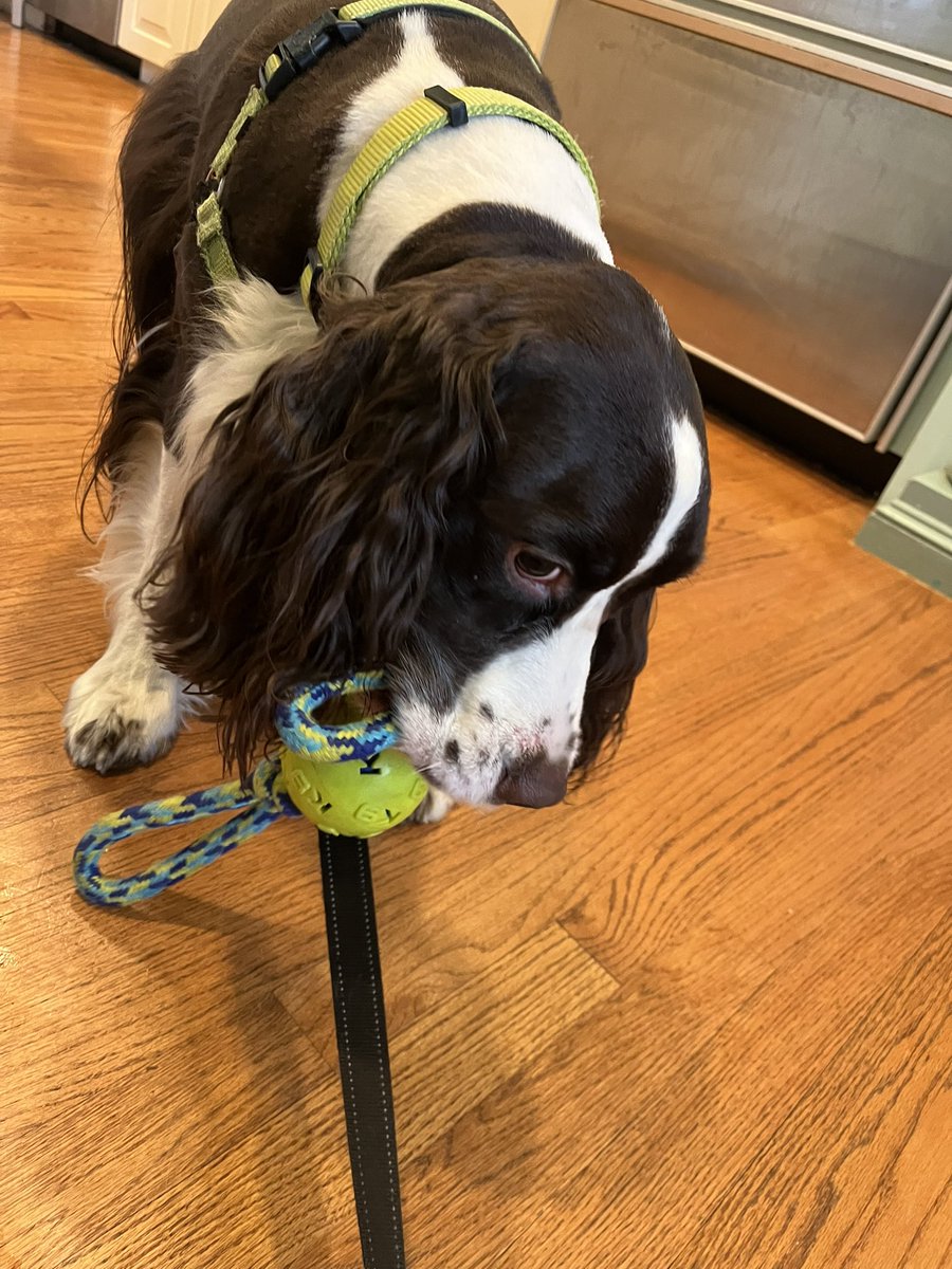 lquery's tweet image. Is it really this hard to get my paw-rent to chase me? Come…get…this…toy…from…me…now…harrumph. Ok, go get your coffee first 😒🤨 ☕️! @iaindwelch #dogsoftwitter #FridayMotivation