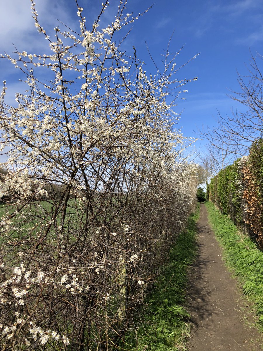 Early lunchtime run because of meeting. Feeling good for the afternoon now. Beautiful blackthorn paths. #physicianwellness #wellbeing #mentalhealth