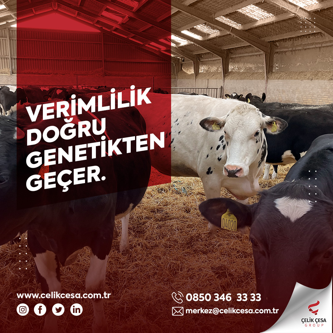 celikcesagroup's tweet photo. Siz de çiftliğiniz için en iyi genetiği elde etmek istiyorsanız, dünyanın dört bir yanından ithal ettiğimiz hayvanlarla ilgili bilgi almak için bizlerle iletişime geçin.

#celikcesa #celikcesagroup
#celikcesaeurope #hayvanithalatı https://t.co/ri8jQj0fWZ