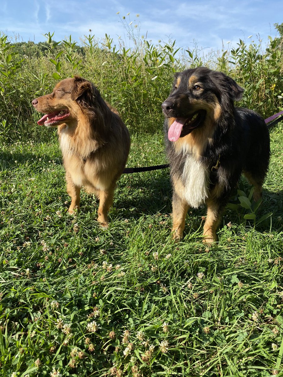 criker5's tweet photo. @coffeemikeatkin @seacoffeegear My boy Bubba (right) and sister Hazel (left) Love our Aussies. Yours are beautiful https://t.co/aq8aKvVYfp