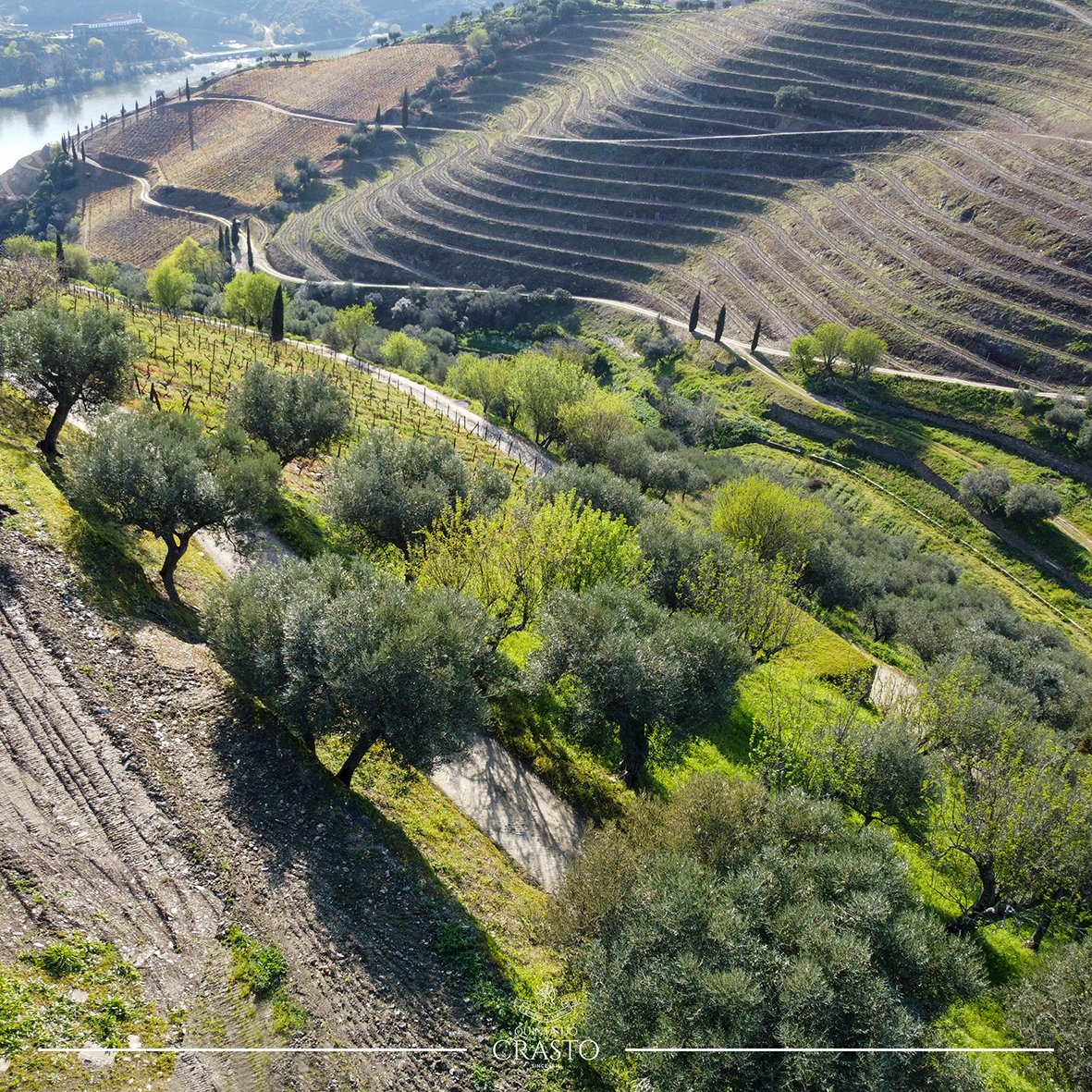 QuintadoCrasto's tweet image. Our Premium Extra Virgin #OliveOil is made from #olive varieties Cobrançosa, Madural and Negrinha do Freixo from 2,640 century-old olive trees in the Quinta do Crasto #olivegrove (Cima Corgo) which includes a considerable area of century-old #olivegroves. 🫒
#Douro #Travel #Wines
