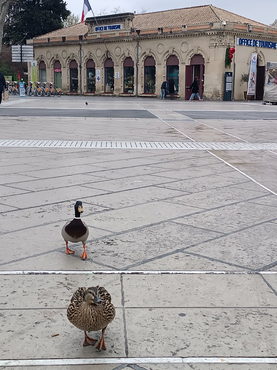 PetitTrip's tweet photo. Bienvenue à Montpellier 
@MplTourisme #montpellier #occitanie #placedelacomedie https://t.co/Q3gxEQ6pRB