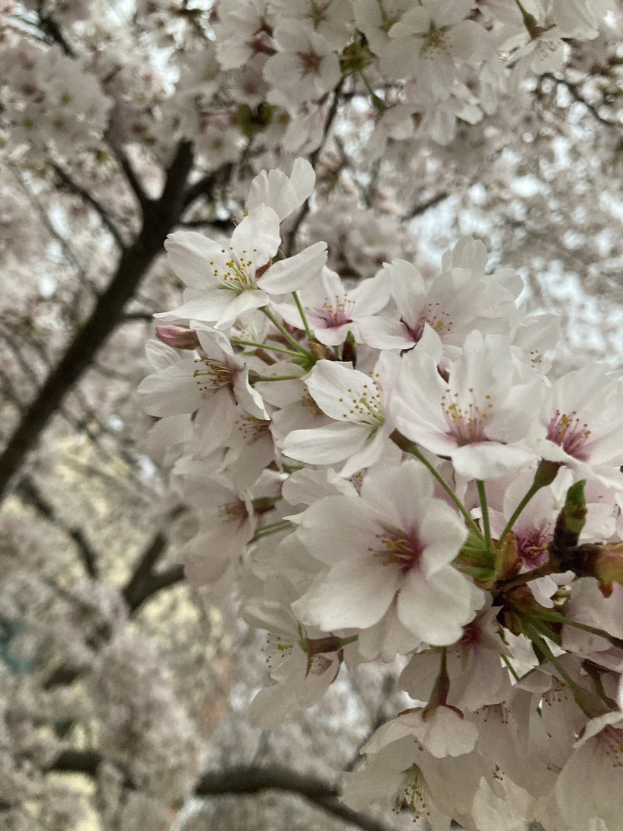 Amidst the busyness of school life, the fragile and fleeting beauty of the cherry blossoms in front of our school reminds us to pause and appreciate the limited window of perfection in nature. <a href="/APSGunston/">APSGunston</a> <a href="/GuMS_Principal/">Lori A. Wiggins</a> <a href="/khethiwe_hudson/">Khethiwe Hudson</a> <a href="/spnramirez/">WramirezSPN</a>