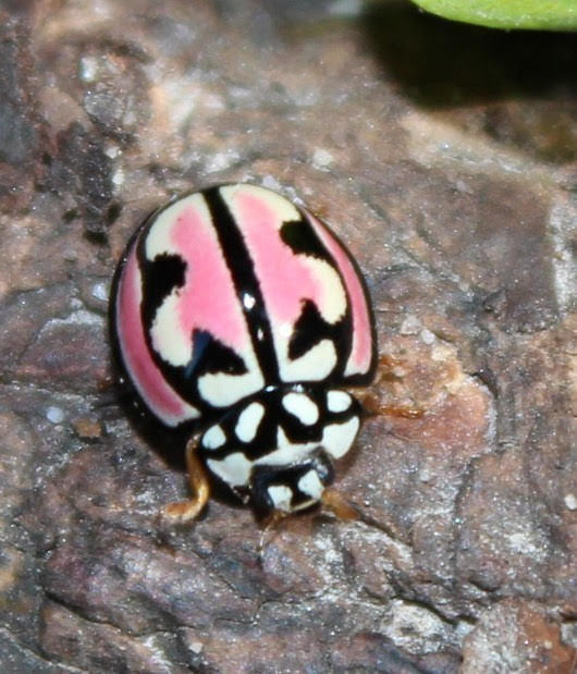 mike_boreas's tweet image. Lipstick lady beetle, Cheilomenes bidentata.