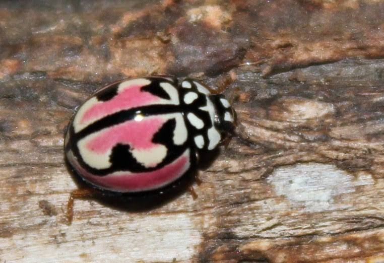 mike_boreas's tweet image. Lipstick lady beetle, Cheilomenes bidentata.