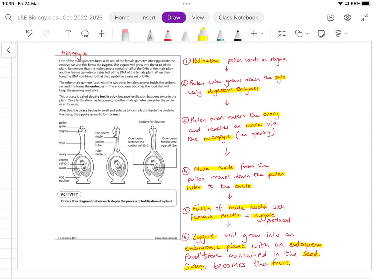 ExSchBio's tweet image. OneNote has been such a powerful tool in my classroom. It encourages collaboration between ss and teacher. We used it today to write a model answer for fertilisation in flowering plants 🌺 🌹 🌸 🌻 #chatbiology #iPaded #OneNote #scienceteacher